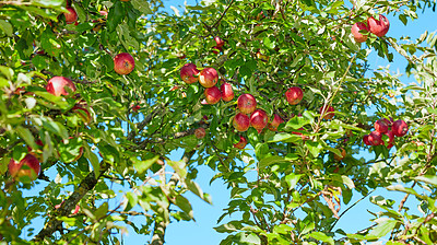 Buy stock photo Tree, agro and apples with growth in nature, agriculture and sustainability at farm outdoor. Leaves, fruits or organic produce at orchard, food production or natural crop for health with low angle