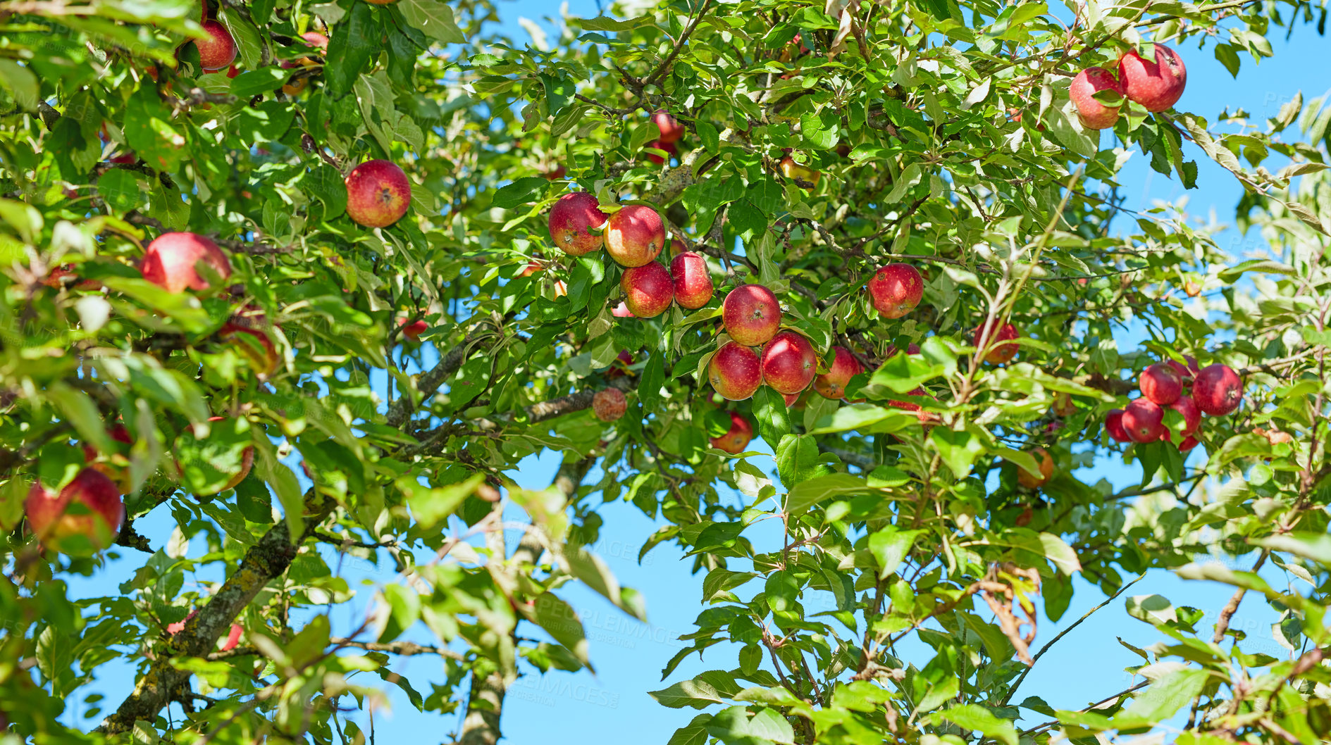Buy stock photo Tree, agro and apples with growth in nature, agriculture and sustainability at farm outdoor. Leaves, fruits or organic produce at orchard, food production or natural crop for health with low angle