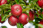 Sustainability, bunch or apple on branch at orchard, agriculture or fresh produce production for harvest. Leaves, horticulture and red fruit with growth for organic farming, nature and food abundance