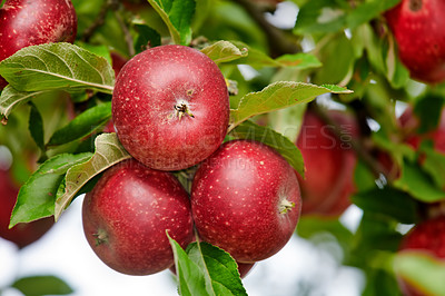 Buy stock photo Sustainability, bunch or apple on branch at orchard, agriculture or fresh produce production for harvest. Leaves, horticulture and red fruit with growth for organic farming, nature and food abundance