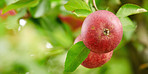 Tree, leaves and red apple with growth at farm, agriculture and sustainability outdoor. Nature, fruits and organic produce at orchard, food production and natural crop for health with ecology