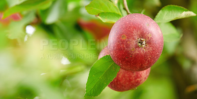Buy stock photo Tree, leaves and red apple with growth at farm, agriculture and sustainability outdoor. Nature, fruits and organic produce at orchard, food production and natural crop for health with ecology