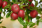 Sustainability, nature or apple on branch at orchard, agriculture or fresh produce production for harvest. Space, horticulture and red fruit with growth for organic farming, bunch and food abundance