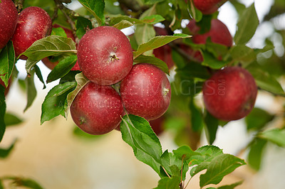 Buy stock photo Sustainability, nature or apple on branch at orchard, agriculture or fresh produce production for harvest. Outdoor, horticulture and red fruit with growth for organic farming, bunch or food abundance