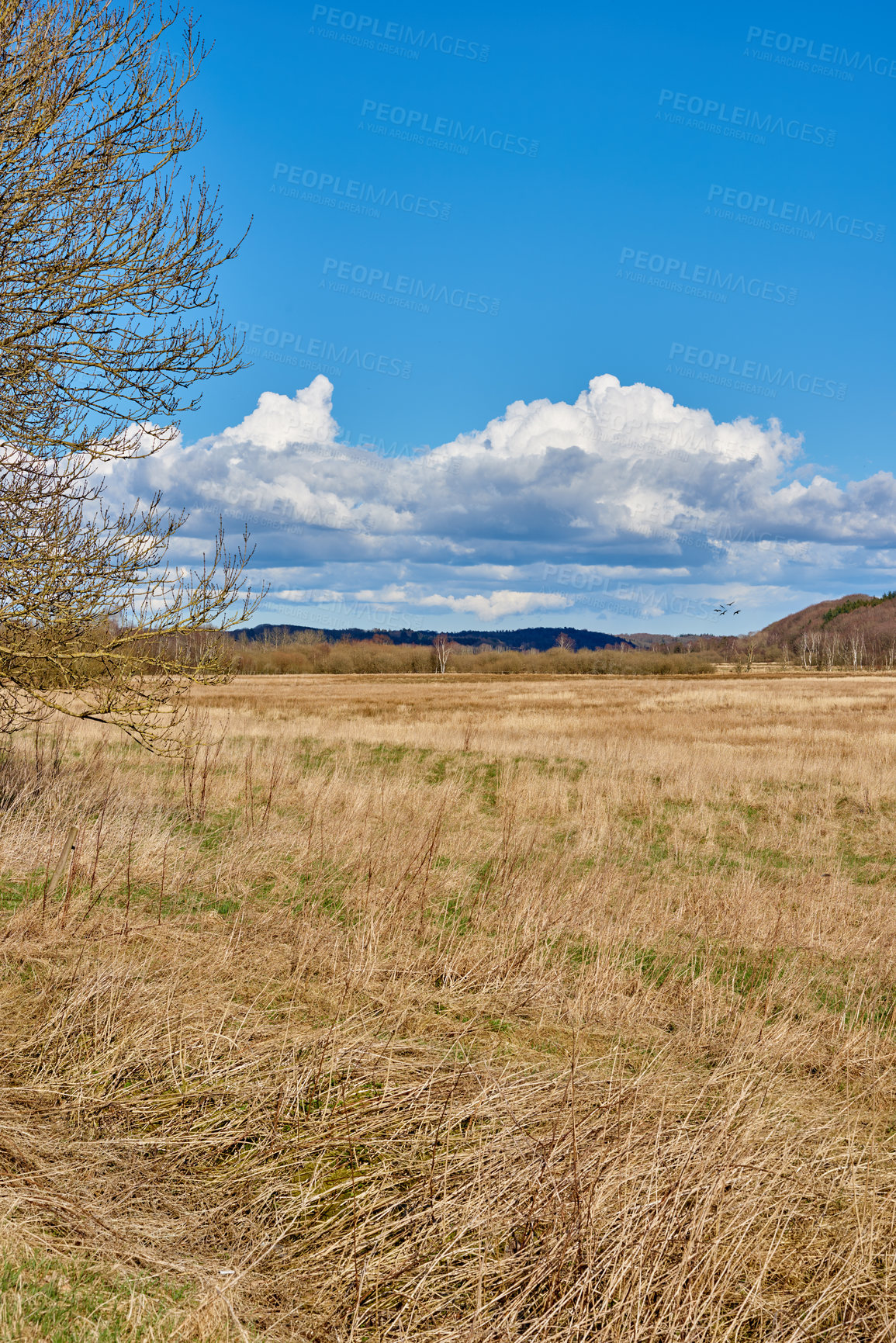 Buy stock photo Environment, landscape and field of grass in nature for countryside, spring season and travel. Sustainability, space and growth with meadow and blue sky outdoor for eco friendly and plantation