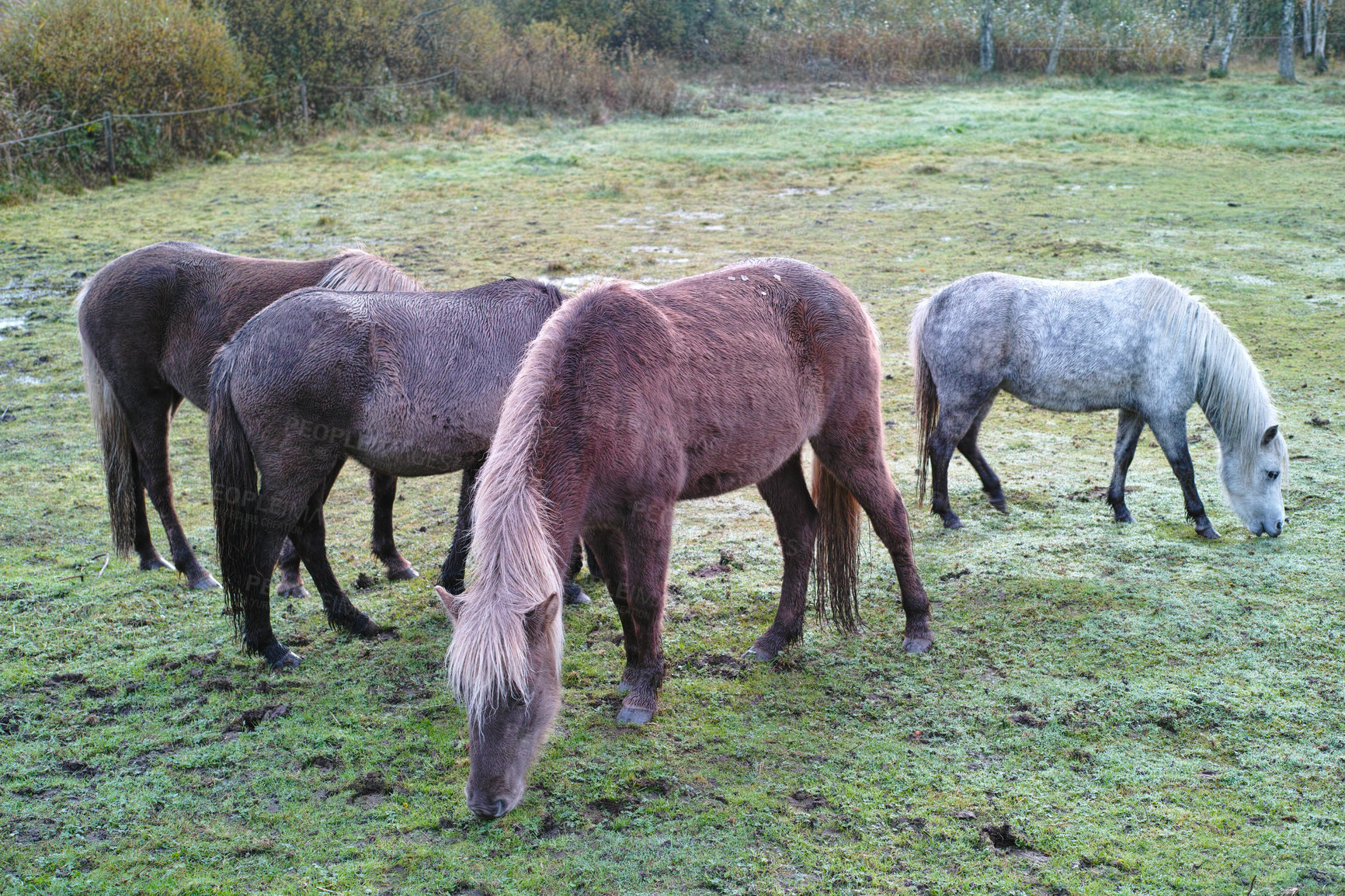 Buy stock photo Agriculture, graze or horses on field with peace, equine or habitat in livestock management. Animal conservation, calm or ponies with eating, nature preservation or farm ecology in countryside.