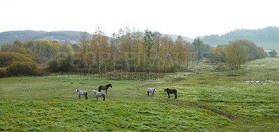 Buy stock photo Herd, horses and farm with grass in nature for livestock, herbivore and natural habitat. Drone, animals and pasture environment for agriculture, grazing field and equine farming in rural countryside