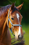 Agriculture, portrait or horse on farm with calm, equine or habitat in livestock management. Animal conservation, field or stallion outdoor with peace, nature preservation or ecology in countryside.
