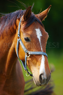 Buy stock photo Agriculture, portrait or horse on farm with calm, equine or habitat in livestock management. Animal conservation, field or stallion outdoor with peace, nature preservation or ecology in countryside.