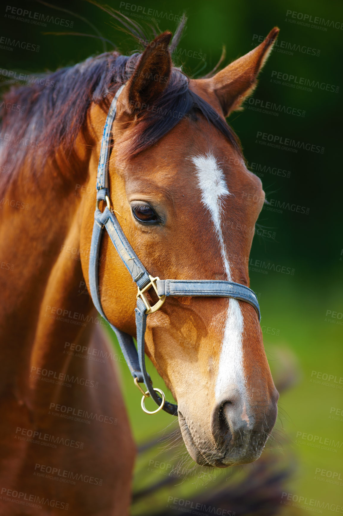 Buy stock photo Agriculture, portrait or horse on farm with calm, equine or habitat in livestock management. Animal conservation, field or stallion outdoor with peace, nature preservation or ecology in countryside.