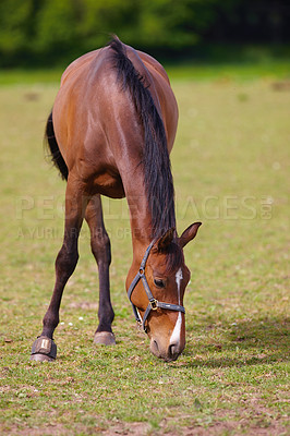 Buy stock photo Grass, farm and horse grazing outdoor for agriculture, livestock and nutrition in nature. Green, equine and animal eating at field at ranch on landscape, countryside or pasture for healthy diet