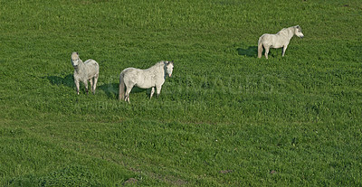 Buy stock photo Grass, farm and horses in nature for agriculture, livestock and grazing with herd outdoor. Prairie, equine and animals at field on ranch with landscape, countryside or pasture with space for portrait