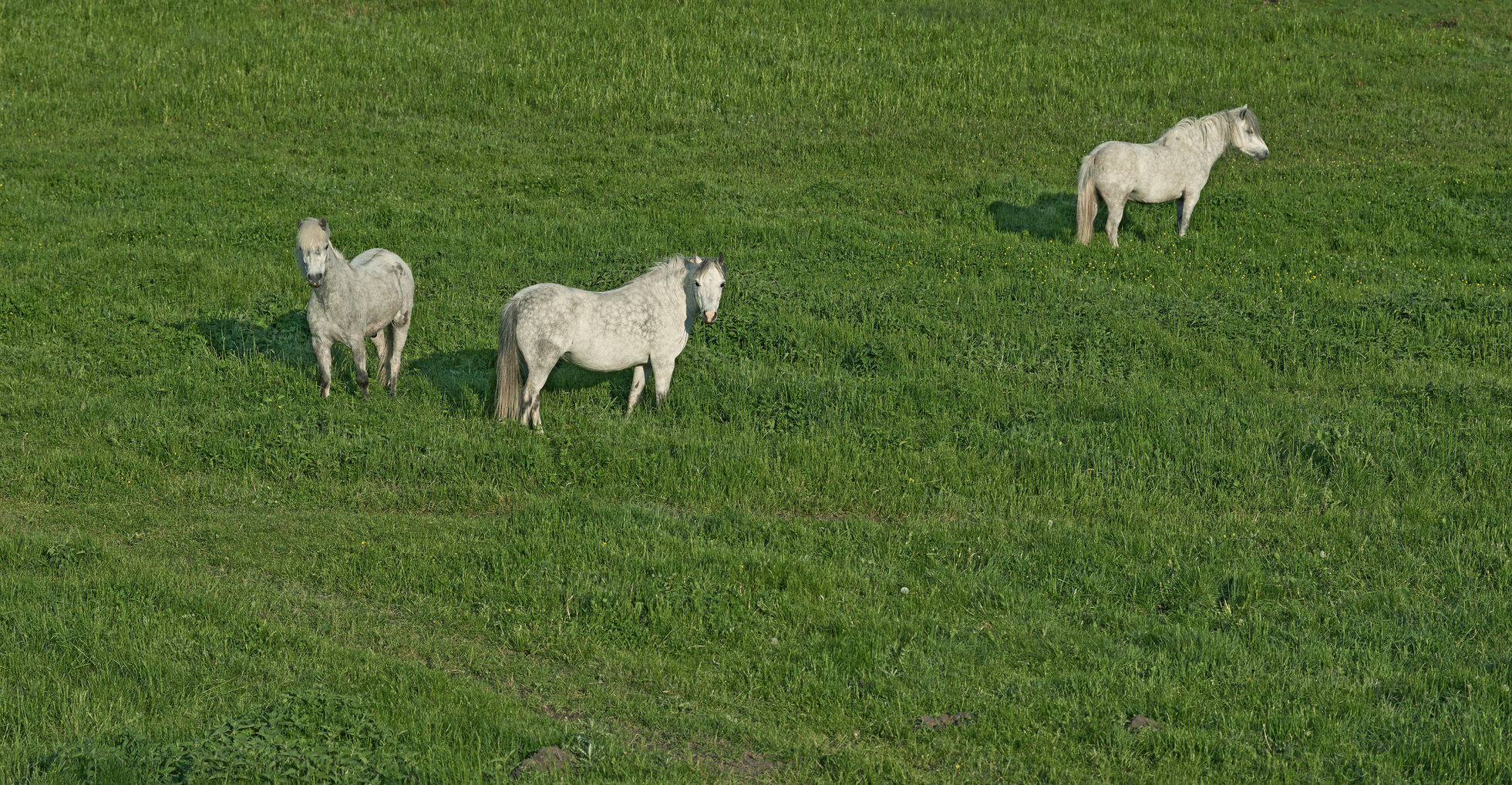 Buy stock photo Grass, farm and horses in nature for agriculture, livestock and grazing with herd outdoor. Prairie, equine and animals at field on ranch with landscape, countryside or pasture with space for portrait