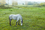 Grass, farm and horse outdoor for agriculture, livestock and grazing for nutrition in nature. Green, equine and animal eating at field with space on landscape, countryside or pasture for health