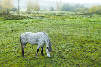 Buy stock photo Grass, farm and horse outdoor for agriculture, livestock and grazing for nutrition in nature. Green, equine and animal eating at field with space on landscape, countryside or pasture for health