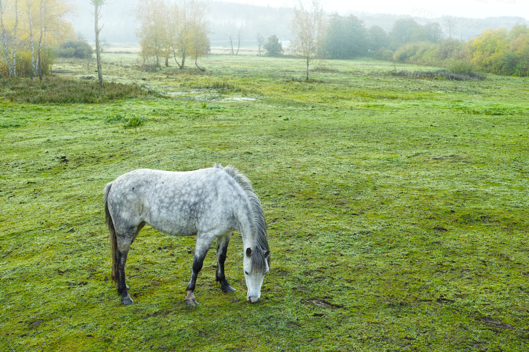 Buy stock photo Grass, farm and horse outdoor for agriculture, livestock and grazing for nutrition in nature. Green, equine and animal eating at field with space on landscape, countryside or pasture for health