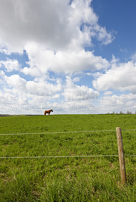 Buy stock photo Grass, farm and horse outdoor with fence for agriculture, livestock and sustainability in nature. Green, equine and animal at field on ranch with landscape, countryside or pasture with clouds