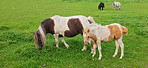 Grass, farm and horses grazing for agriculture, livestock and nutrition with herd outdoor on banner. Foal, equine and animals eating at field on ranch with landscape, countryside pasture or health