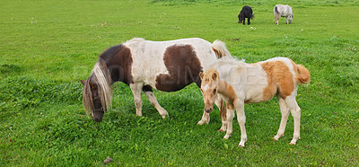 Buy stock photo Grass, farm and horses grazing for agriculture, livestock and nutrition with herd outdoor on banner. Foal, equine and animals eating at field on ranch with landscape, countryside pasture or health