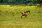 Grass, field and horses grazing in nature for agriculture, livestock and nutrition for herd outdoor. Eating, equine and animals at farm on ranch with landscape, countryside or pasture with health
