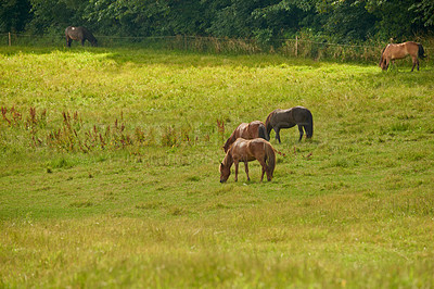 Buy stock photo Grass, field and horses grazing in nature for agriculture, livestock and nutrition for herd outdoor. Eating, equine and animals at farm on ranch with landscape, countryside or pasture with health