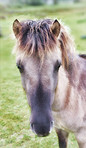 Closeup, horse and farm with grass in nature for livestock, herbivore and natural habitat. Foal, mammal and pasture environment for agriculture, grazing field and equine farming in rural countryside