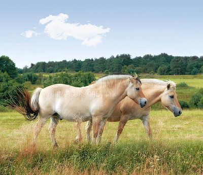 Buy stock photo Grass, farm and horses in countryside together for ecology, livestock and herd outdoor. Fence, equine or animals at field on ranch for agriculture with landscape, nature or pasture for sustainability
