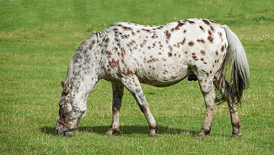 Buy stock photo Horse, farm and grassland for eating, summer and countryside for breeding, environment or equestrian. Empty, outdoor or nature with animal, hungry or nutrition with stallion and mare pony in Canada