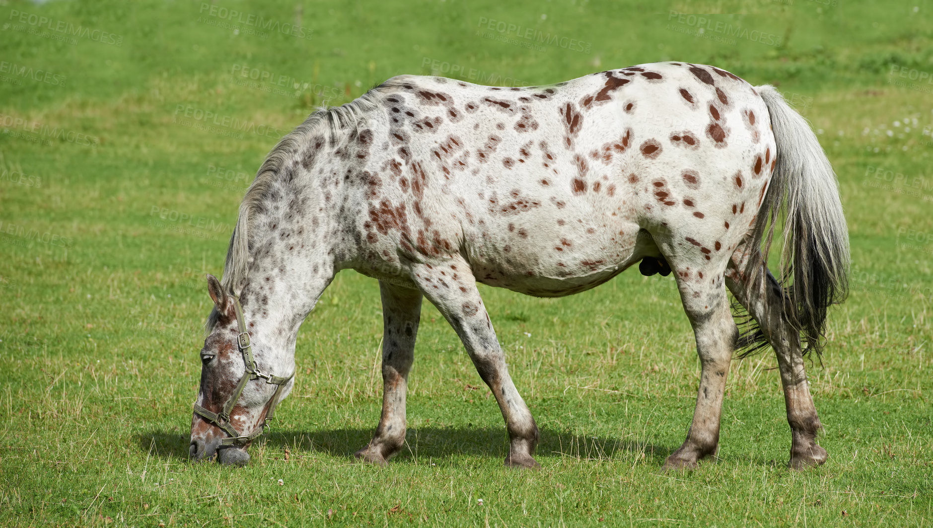 Buy stock photo Horse, farm and grassland for eating, summer and countryside for breeding, environment or equestrian. Empty, outdoor or nature with animal, hungry or nutrition with stallion and mare pony in Canada