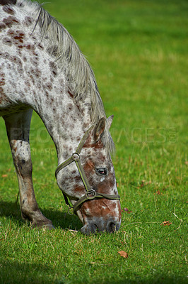 Buy stock photo Horse, farm and grassland for eating, nature and countryside for breeding, environment or agriculture. Empty, outdoor or summer with animal, hungry or nutrition with stallion, morning or equestrian