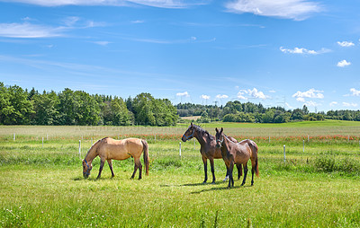 Buy stock photo Agriculture, graze or horses on field with calm, equine or habitat in livestock management. Conservation, peaceful or animals outdoor with eating, nature preservation or farm ecology in countryside.