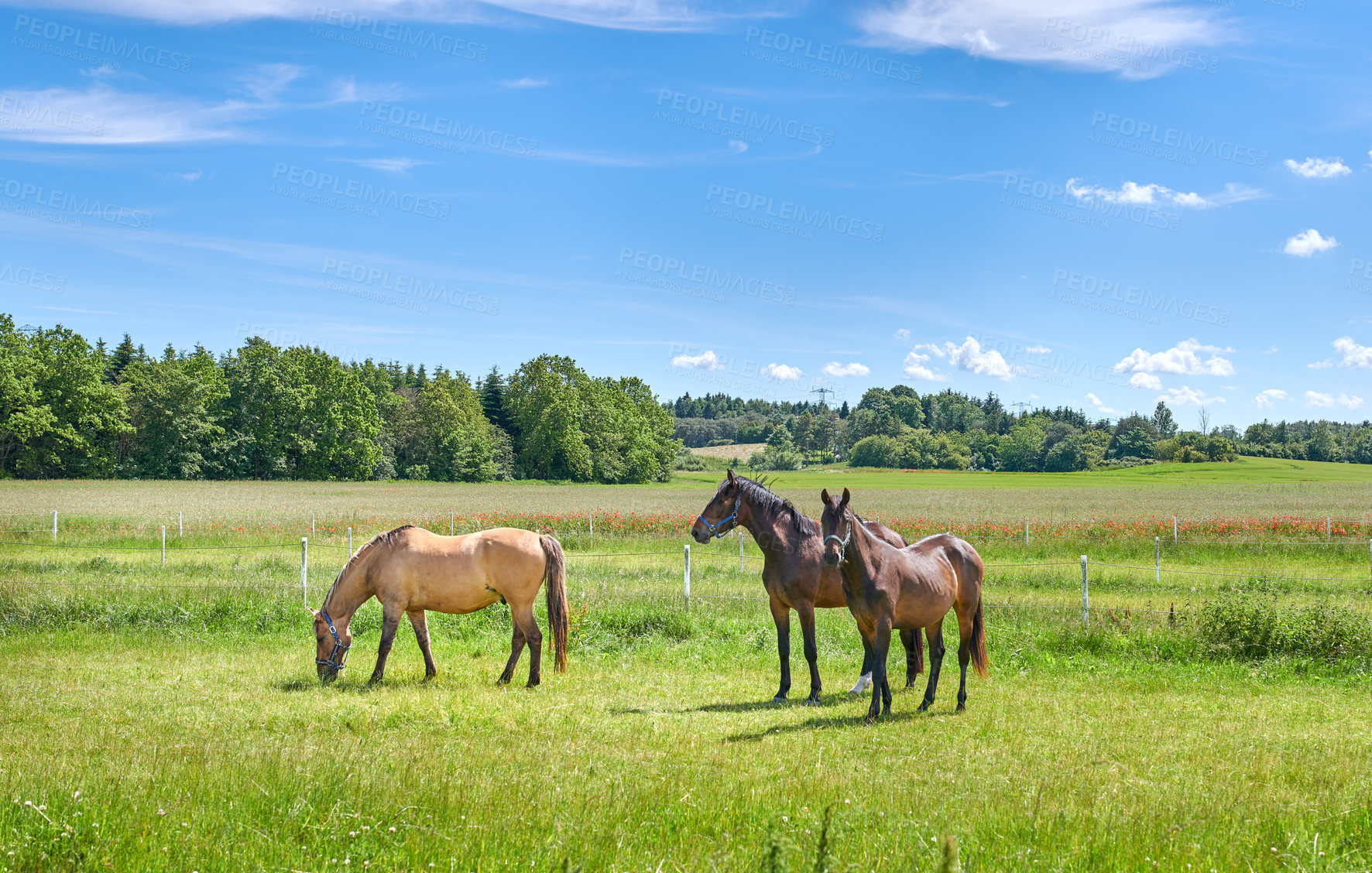 Buy stock photo Agriculture, graze or horses on field with calm, equine or habitat in livestock management. Conservation, peaceful or animals outdoor with eating, nature preservation or farm ecology in countryside.