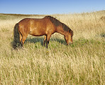 Horse, farm and eating with countryside, field and mare pony and grassland for nutrition. Empty, outdoor and summer with animal, hungry or environment with stallion,  nature and equestrian in Canada