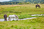 Grass, farm and horses in countryside with water, livestock and grazing with herd for agriculture. Drink, equine and animals at field on ranch with landscape, nature or eating for healthy diet