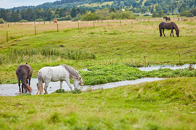 Buy stock photo Grass, farm and horses in countryside with water, livestock and grazing with herd for agriculture. Drink, equine and animals at field on ranch with landscape, nature or eating for healthy diet