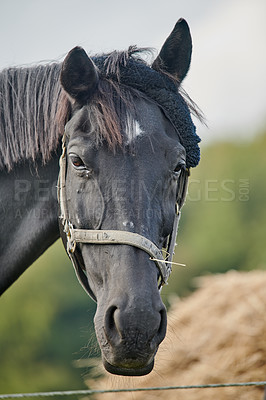 Buy stock photo Portrait, outdoor and horse in countryside in nature, livestock and agriculture at farm in spring. Noseband, black equine and domestic animal on ranch as pet stallion in environment in Switzerland