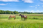 Grass, farm and horses in countryside for grazing, livestock and agriculture with herd for nutrition. Eating, equine and animals at field on ranch with landscape, nature or diet for health outdoor