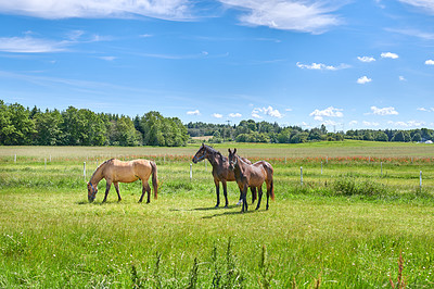 Buy stock photo Grass, farm and horses in countryside for grazing, livestock and agriculture with herd for nutrition. Eating, equine and animals at field on ranch with landscape, nature or diet for health outdoor