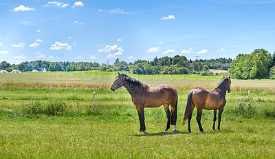 Buy stock photo Grass, farm and horses in countryside on ranch, livestock and together with herd outdoor for ecology. Blue sky, equine and animals at field with landscape, nature or sustainable agriculture in summer