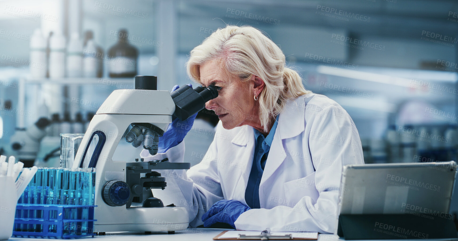 Buy stock photo Lab, scientist and woman with microscope, study and disease diagnosis with cell analysis and health. Clinic, science and mature person with equipment for medical research, exam and histopathology