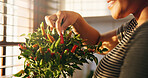 Hands, woman and smile with plant in kitchen for growth, fresh produce and indoor gardening. Happy, female person and houseplant for homegrown chilli, organic vegetable and hobby for sustainable food