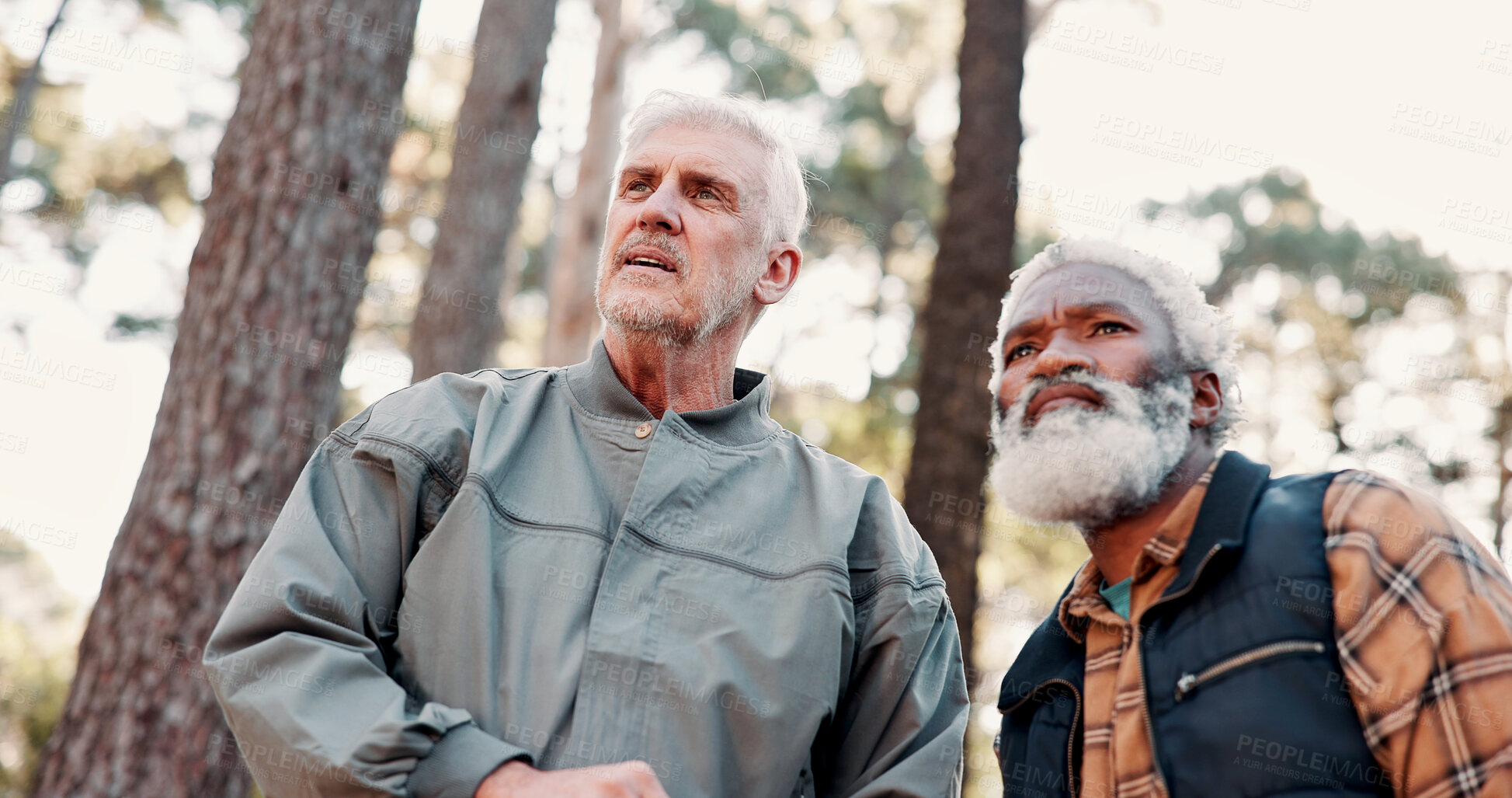 Buy stock photo Forest, friends and senior people with hiking for sightseeing, adventure and bird watching expedition. Eco tourism, below and men with trekking trip for exploration, view nature and retirement hobby