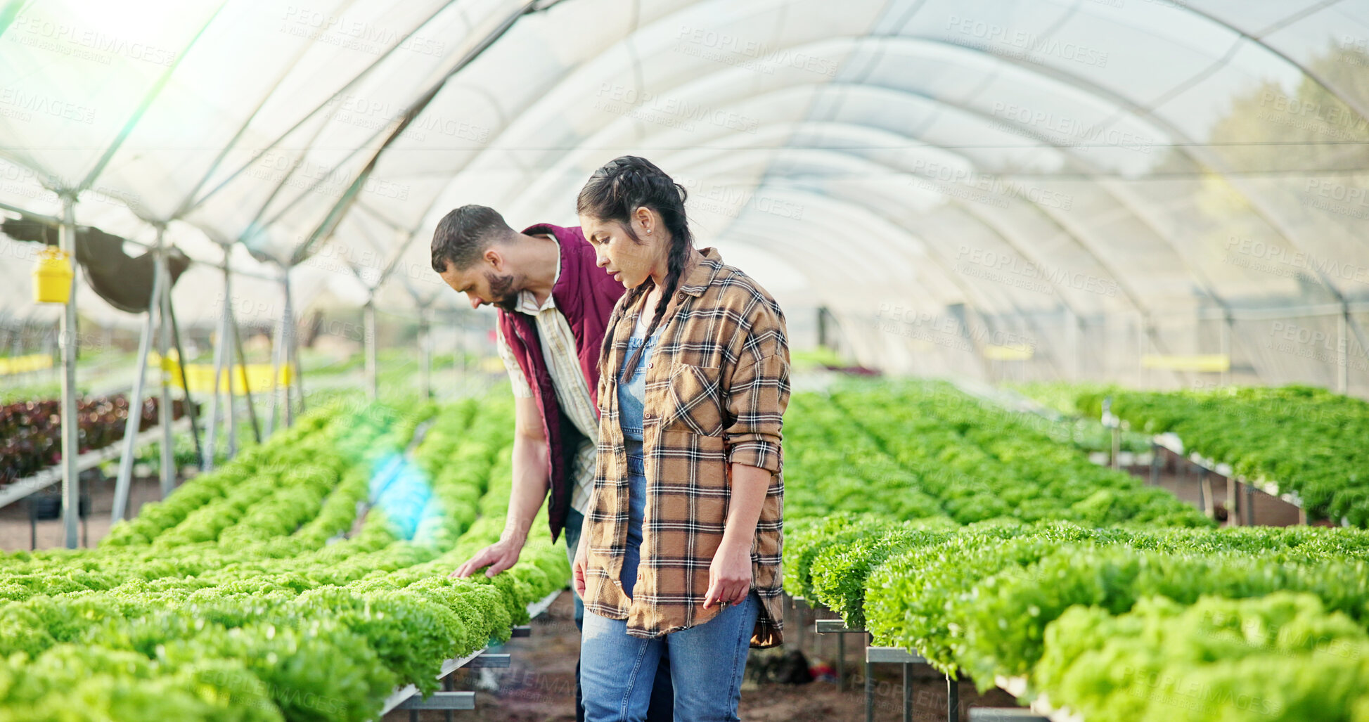 Buy stock photo Agriculture, plants or team in greenhouse with check, maintenance or stock control in sustainable business. Collaboration, man or woman with leaves, quality review or inspection in organic production