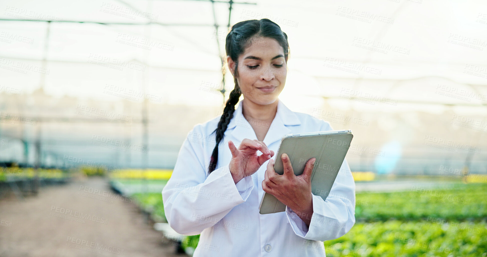 Buy stock photo Agriculture, scientist or woman with tablet in greenhouse, plant genetics research or gmo production. Farming, review or researcher with innovation for food security, tech or crop development report