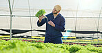 Serious, man and lettuce inspection in greenhouse, farming and vegetable sustainability for harvest. Agriculture, farmer or check crop for quality control, person and plant growth for food production