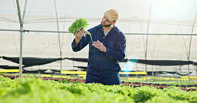 Buy stock photo Serious, man and lettuce inspection in greenhouse, farming and vegetable sustainability for harvest. Agriculture, farmer or check crop for quality control, person and plant growth for food production