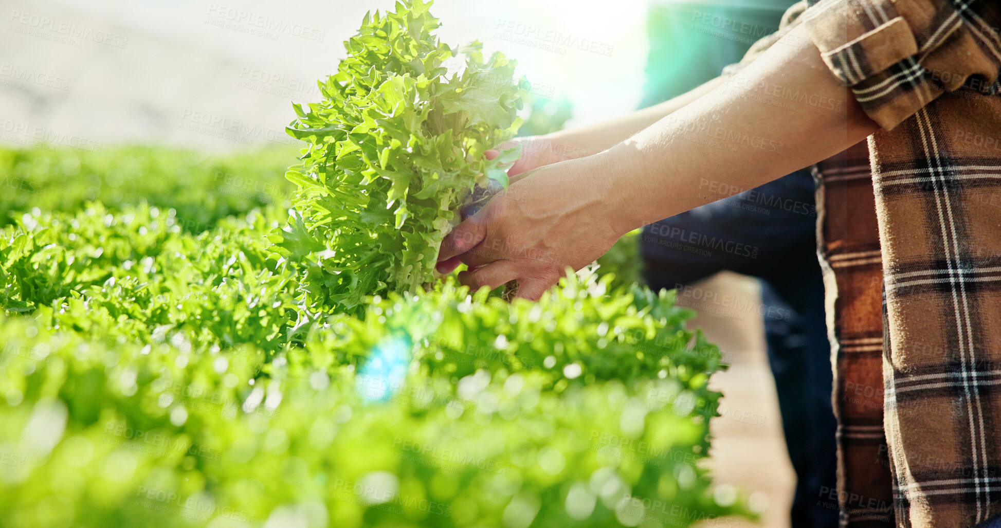 Buy stock photo Agriculture, leaf or hands in greenhouse with check, inspection or stock control in sustainable business. Teamwork, farming or people with plant, quality review or maintenance in organic production.