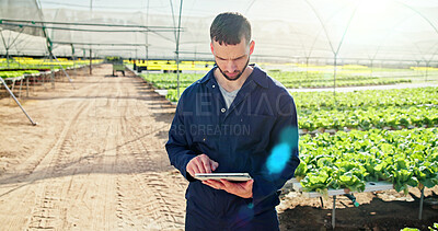 Buy stock photo Agriculture, reading or man with tablet in greenhouse, horticulture research or pest control advice. Review, farming or person with tech for plant growth site, crop management or sustainability tips
