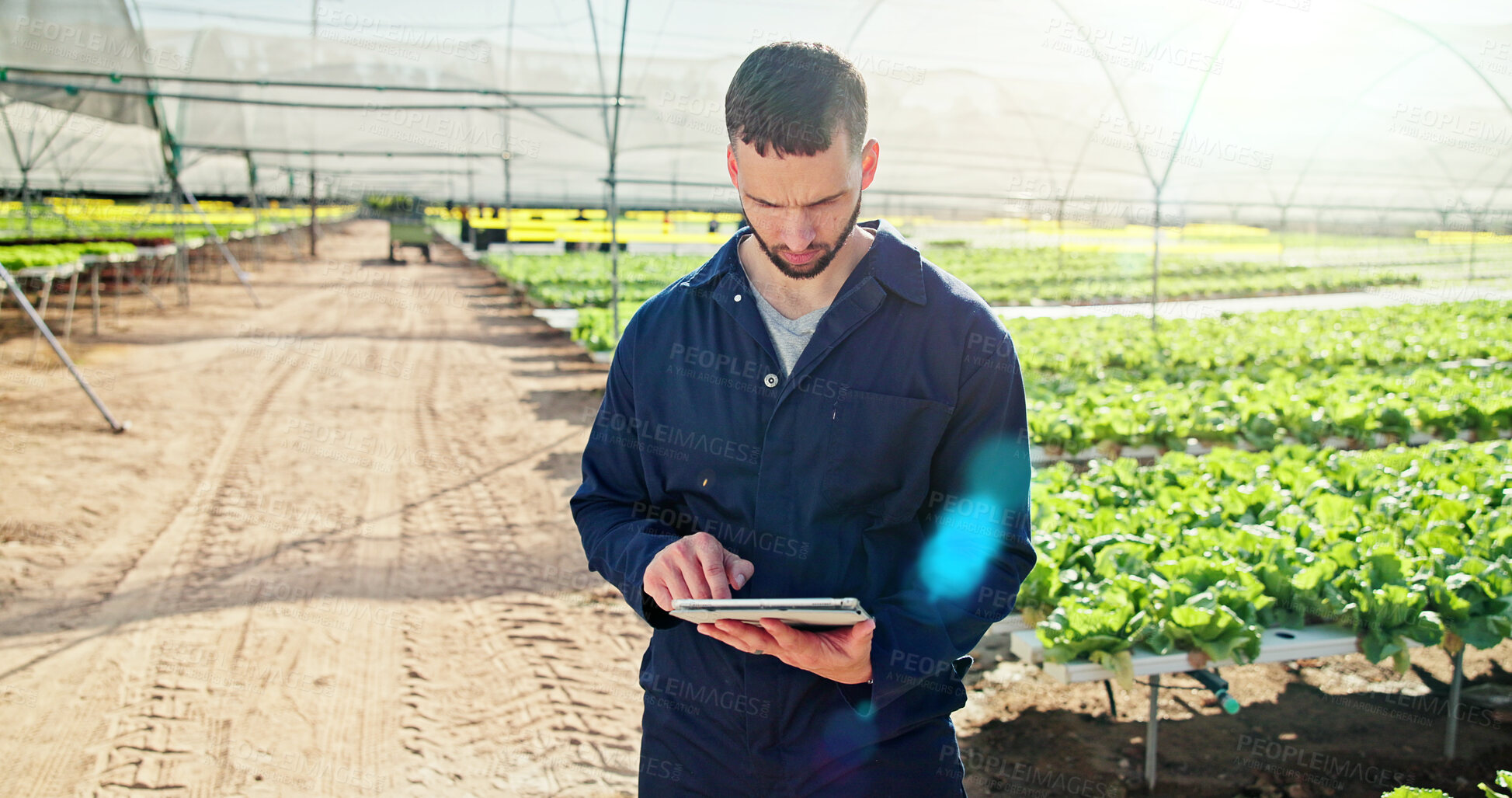 Buy stock photo Agriculture, reading or man with tablet in greenhouse, horticulture research or pest control advice. Review, farming or person with tech for plant growth site, crop management or sustainability tips