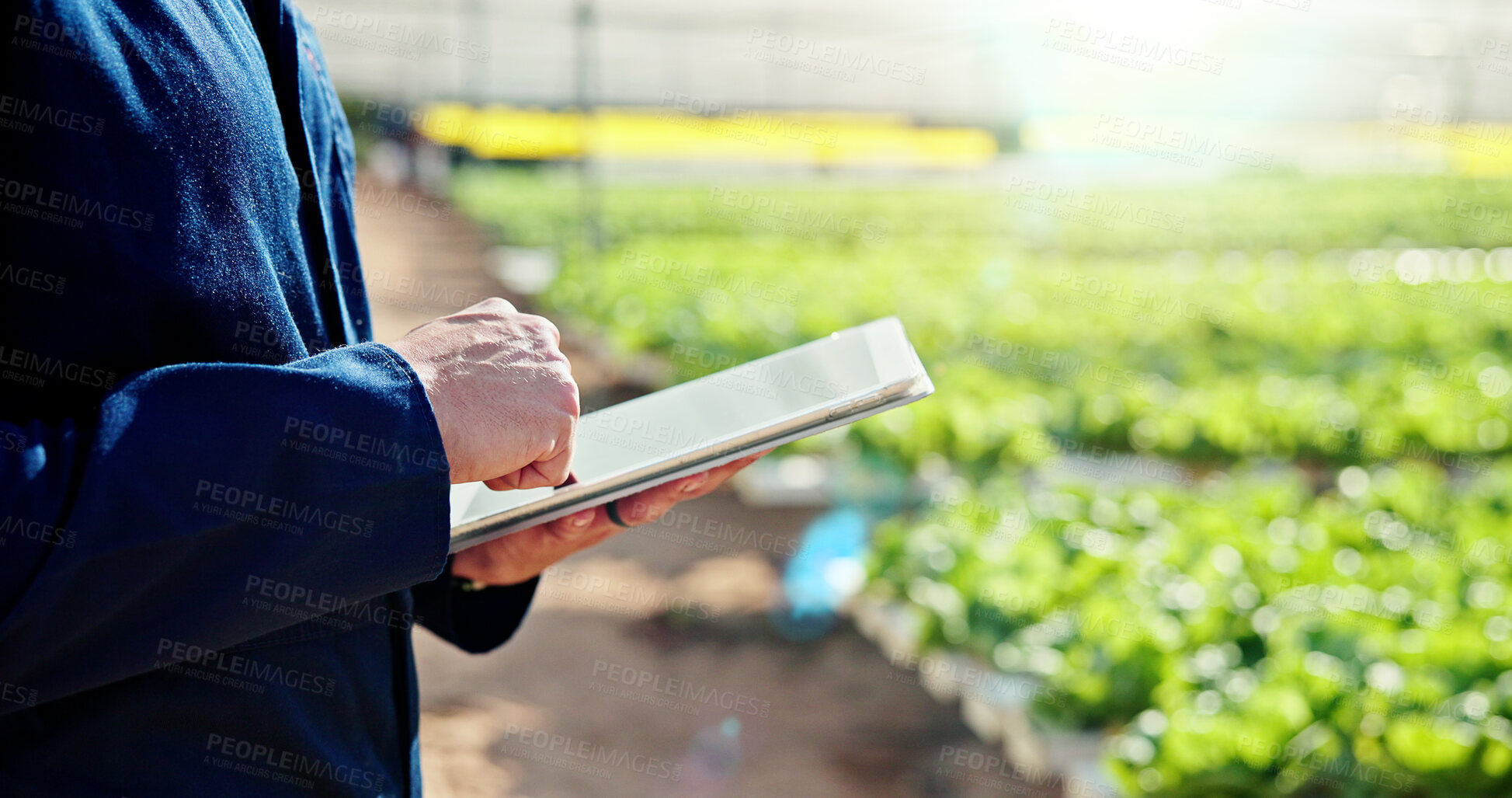 Buy stock photo Agriculture, hands or farmer with tablet in greenhouse, horticulture research or pest control advice. Harvest report, farming or person with tech for crop growth info, internet or sustainability tips
